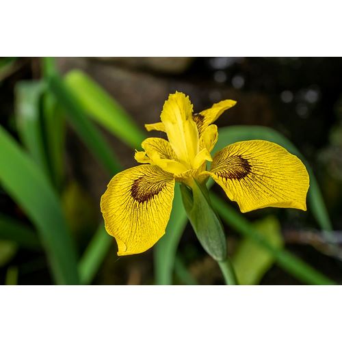 Horton, Janet 아티스트의 Issaquah-Washington State-USA Roy Davidson Iris plant growing in a pond작품입니다.
